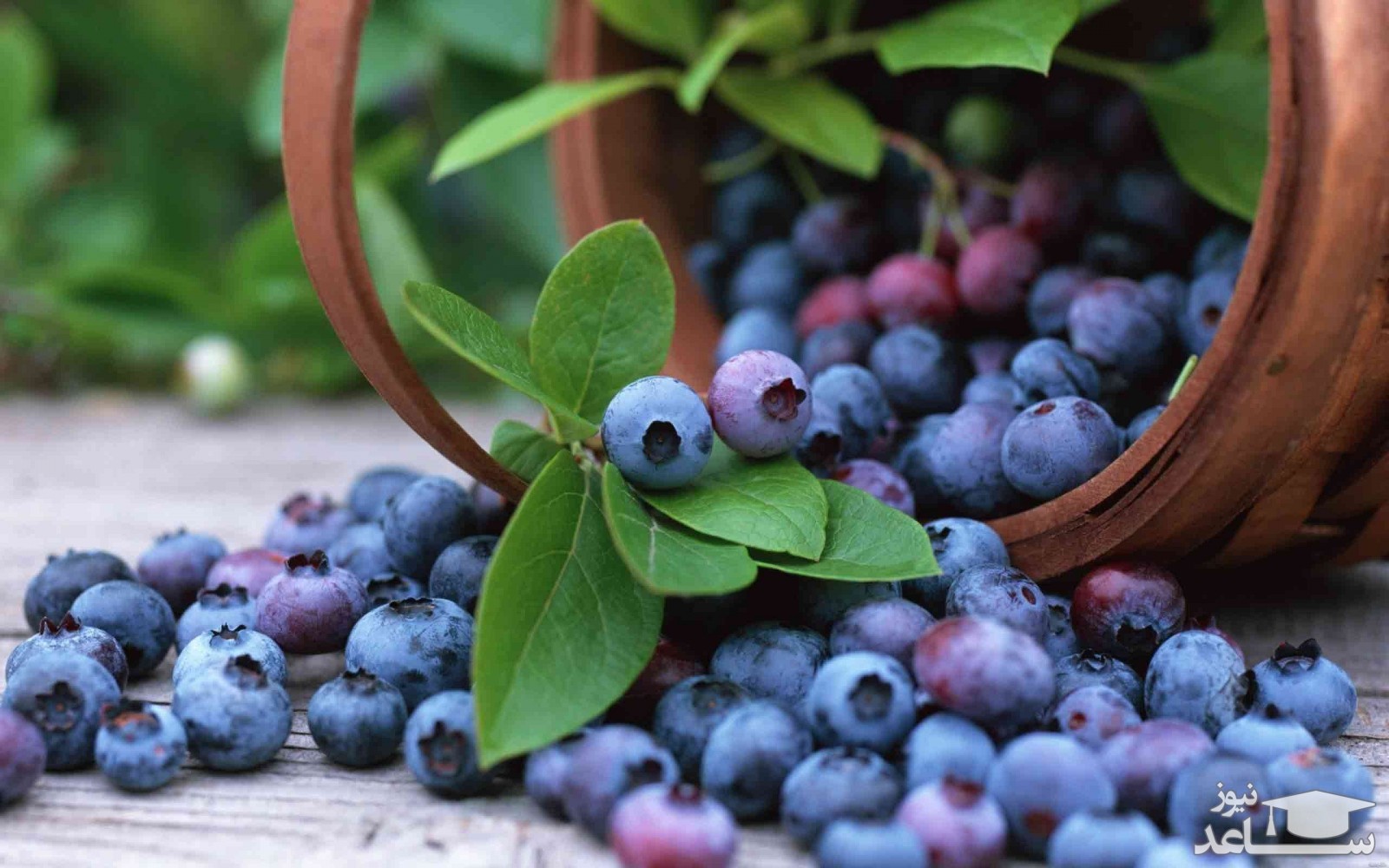 دانستنی هایی از خواص بلوبری یا زغال اخته ی آبی
