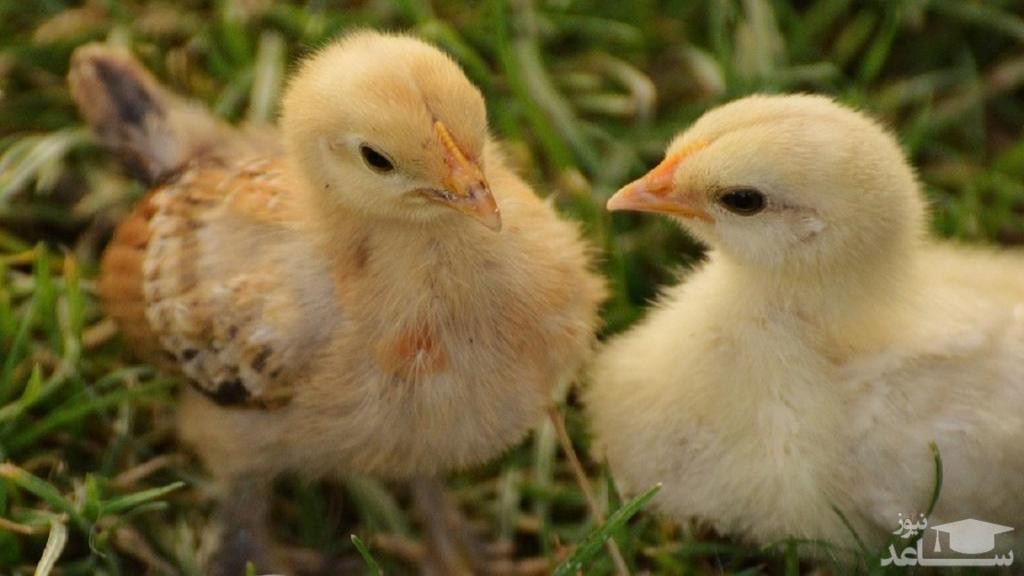 بیماری های خطرناک و کشنده در جوجه مرغ ها