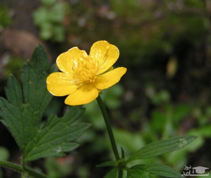 نحوه پرورش و نگهداری گل آلاله خزنده