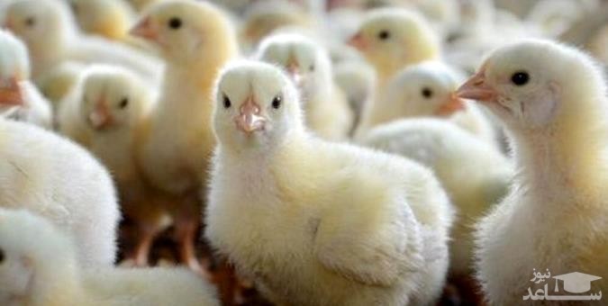 پرونده زنده به گور کردن جوجه‌ها به مجلس رسید