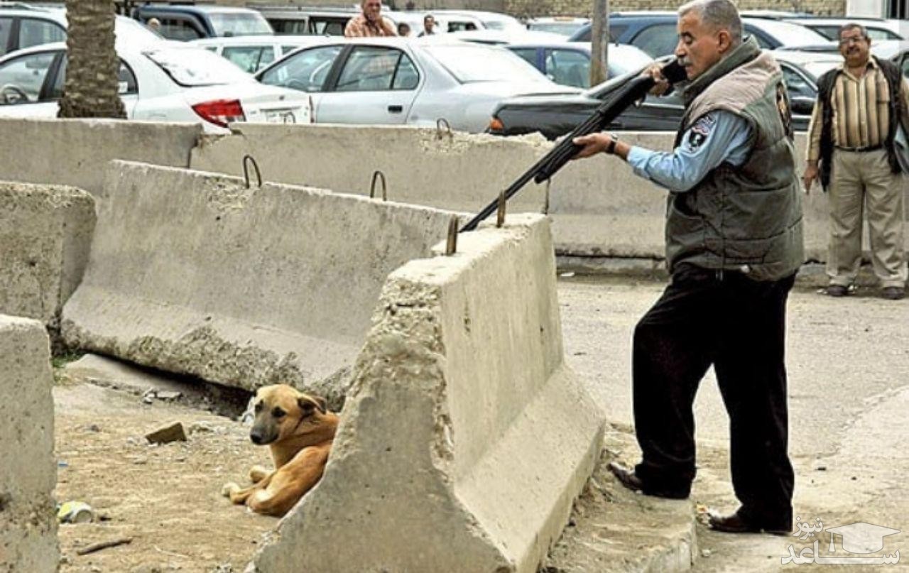 (فیلم) کشتار سگ‌های ولگرد توسط شهرداری کهریزک