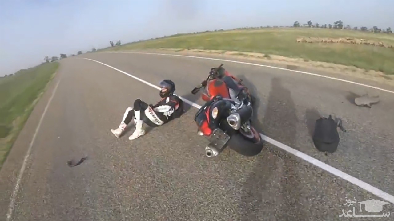 (فیلم) تصادف وحشتناک موتورسوار با گله گوسفندان 