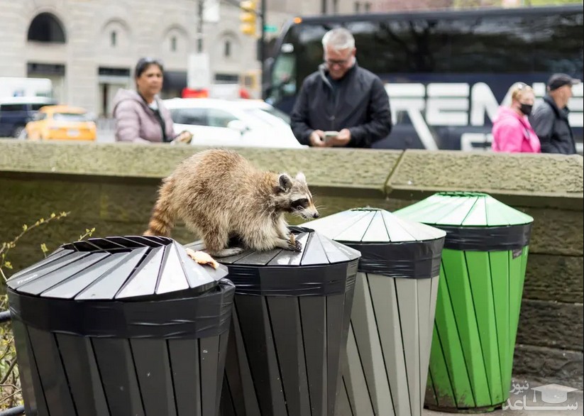یک راکون در شهر نیویورک آمریکا در حال جستجوی غذا از سطل های زباله/EPA