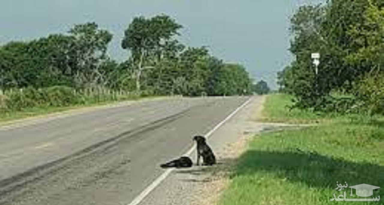 صحنه عجیب از سگ وفادار در جاده سوژه رسانه ها شد!