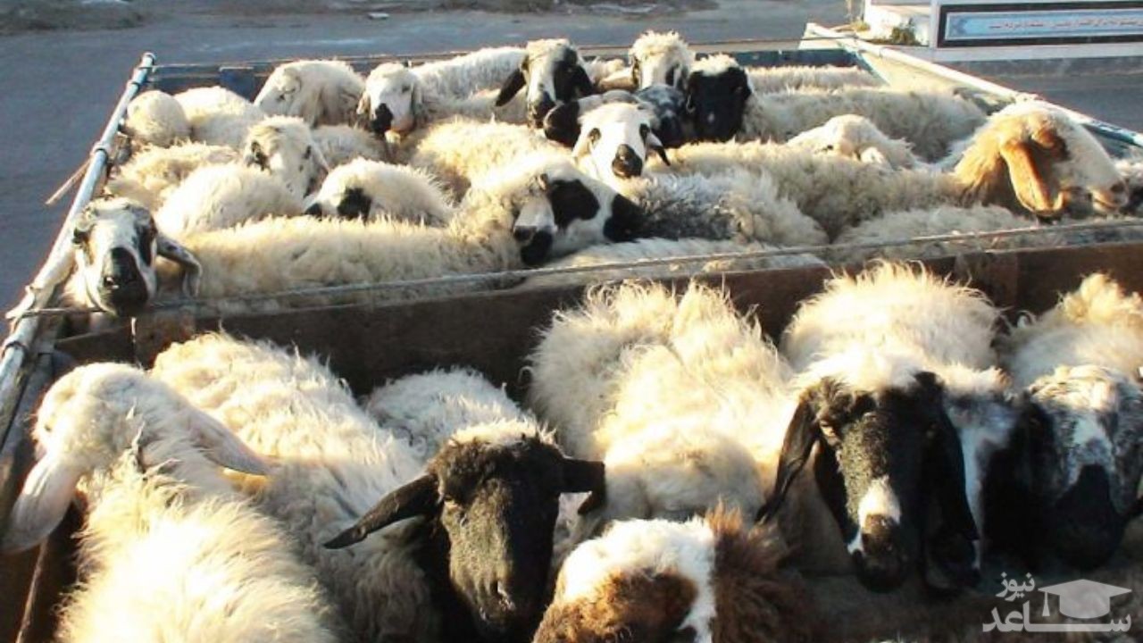 ممنوعیت عرضه دام زنده برای عید قربان