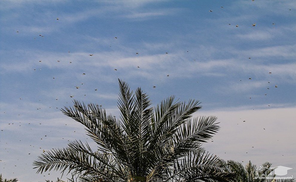 تصویر