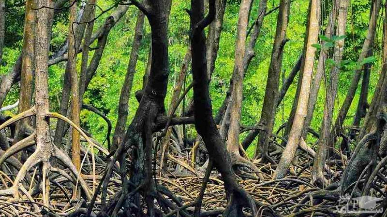 جنگل حَرّا در کجا واقع شده و چرا باید از این جنگل زیبا و باورنکردنی دیدن کنیم؟