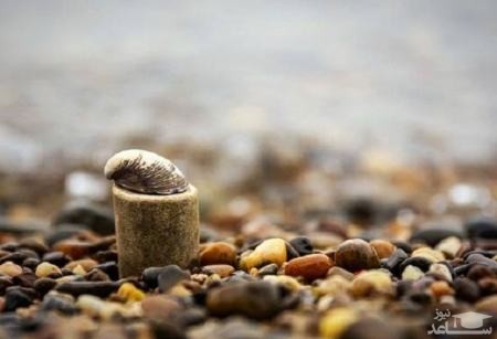 تصویر