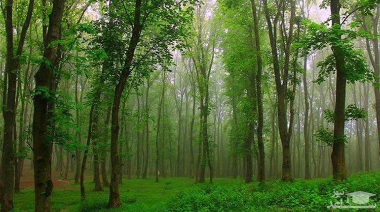 جنگل گیسوم