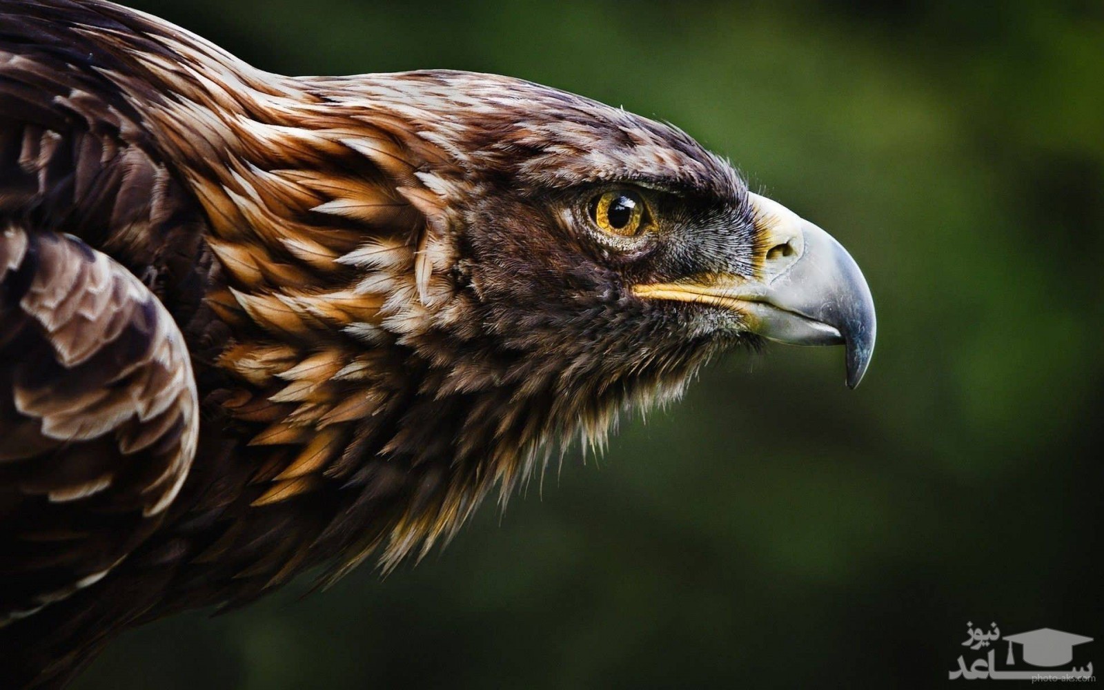 (عکس) نادرترین گونه عقاب جهان