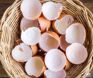 فواید و کاربردهای جالب پوست تخم مرغ