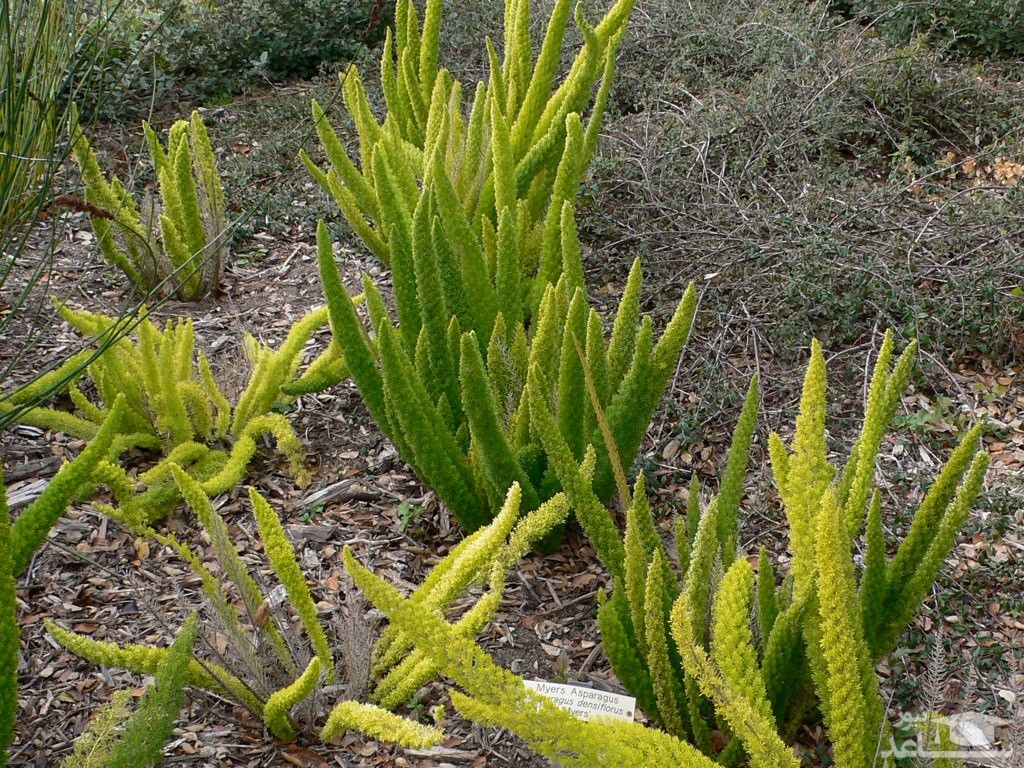 جدیدترین روش پرورش و نگهداری گیاه دم روباهی