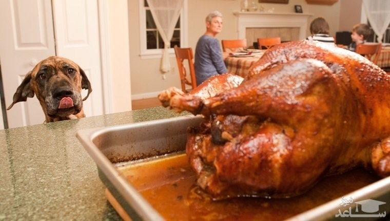 کدام استخوان ها برای سگ ها بی خطر هستند؟