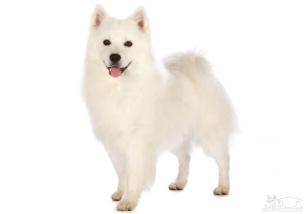 معرفی و بررسی خصویات سگ نژاد آمریکن اسکیمو (American Eskimo Dog)