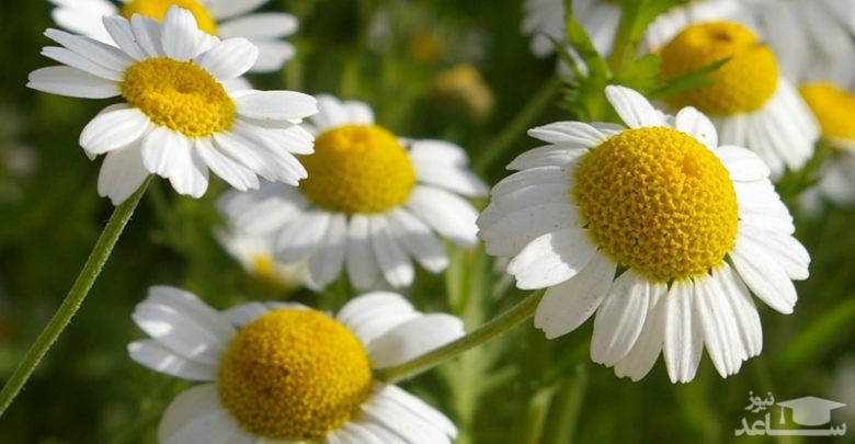 با فواید و مضرات بابونه بیشتر آشنا شوید