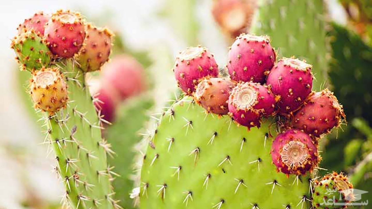 خاصیت عجیب میوه ی کاکتوس
