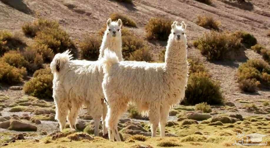 جانور جذابی که درخونش پادتن کرونا وجود دارد