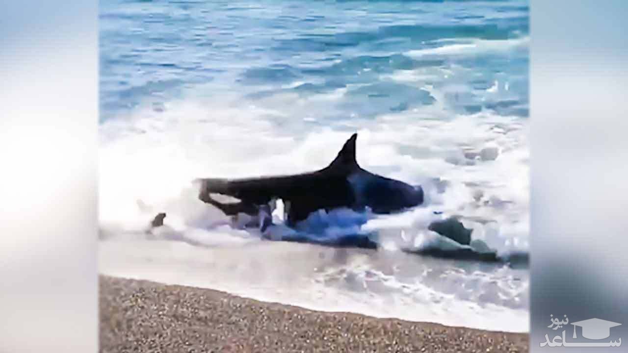 (فیلم) هجوم نهنگ گرسنه به ساحل، برای شکار حرفه‌ای