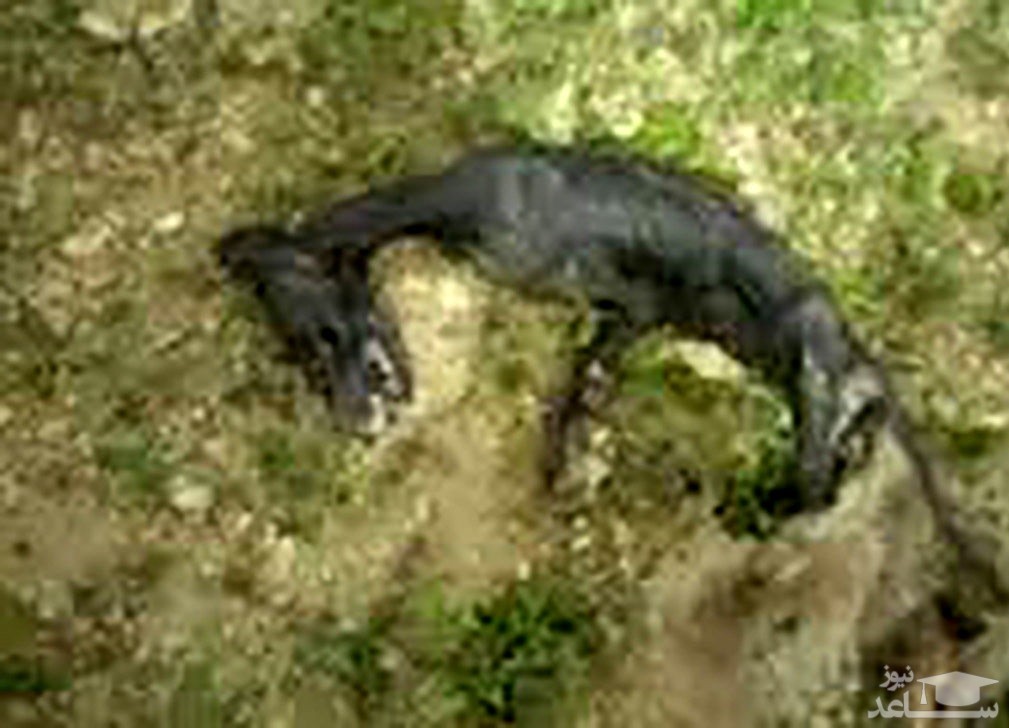 لاشه عجیب حیوان مرموز در بویر احمد