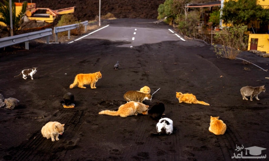 گربه های جزیره لاپالما اسپانیا در جاده ای مملو از غبارهای آتشفشانی به دنبال غذا هستند./ آسوشیتدپرس