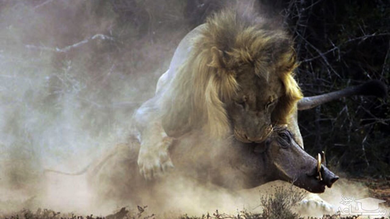 (فیلم) حمله یک گله شیر به پناهگاه گرازها