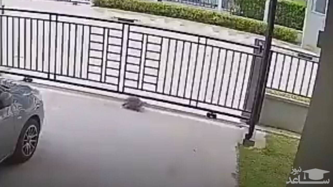 (فیلم) عبور عجیب یک لاک‌پشت از نرده ورودی خانه 