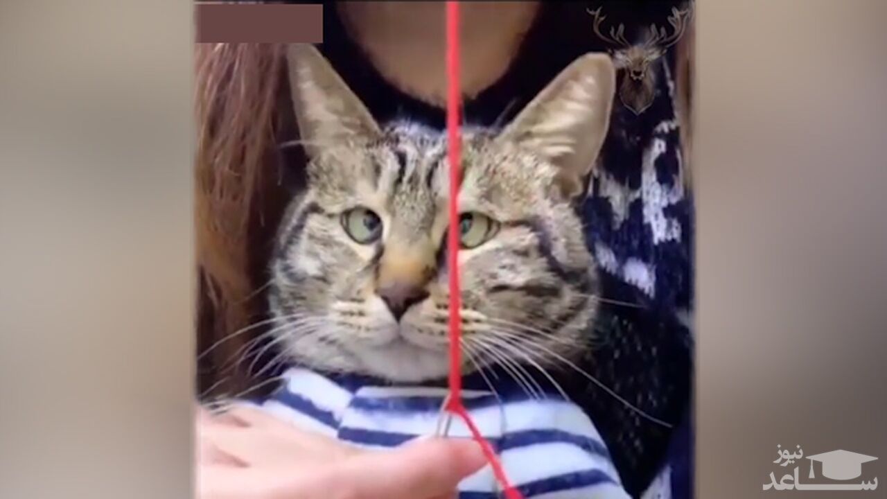 (فیلم) واکنش خنده دار گربه به نخ شدن سوزن