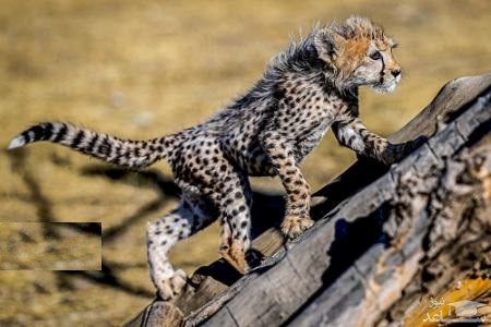 توله یوز ایرانی