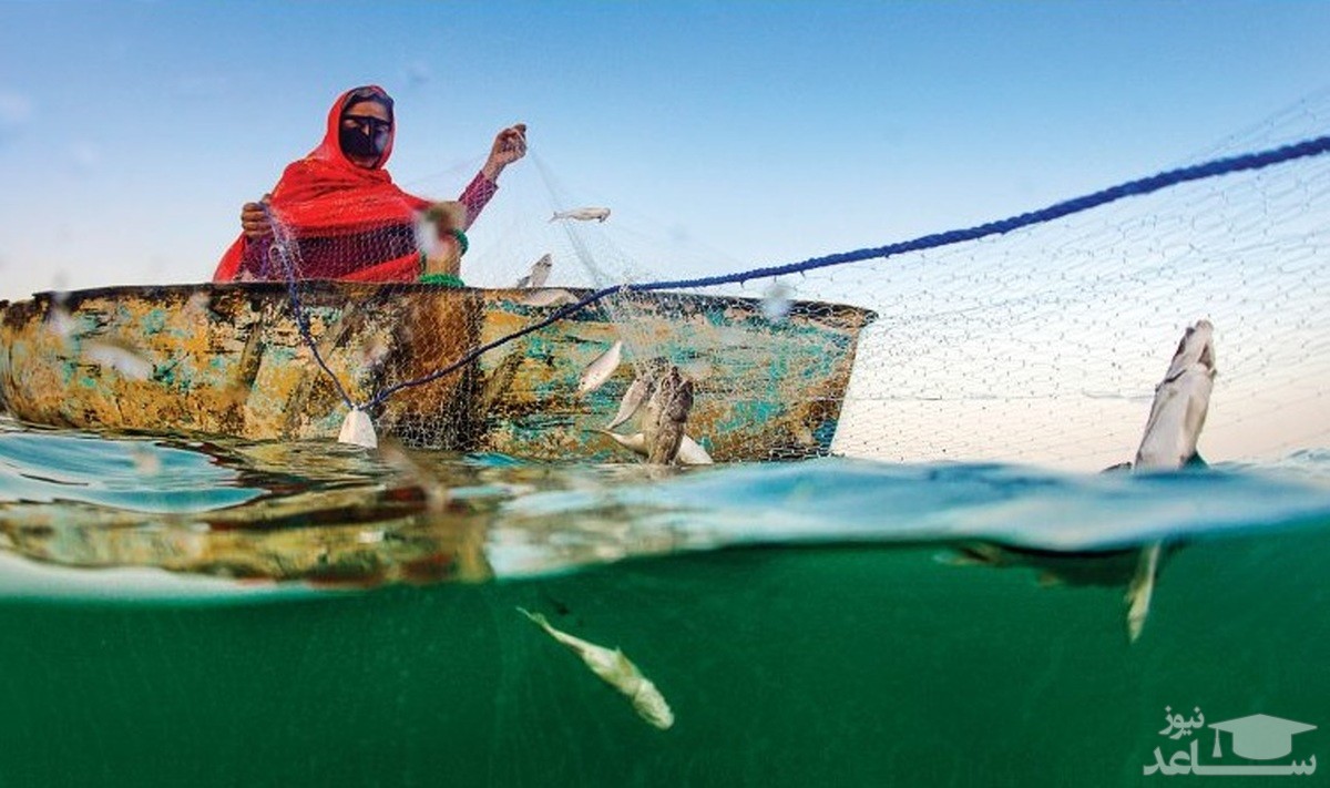 (فیلم) صید فیل ماهی ۵۰۰ کیلوگرمی در مازندران