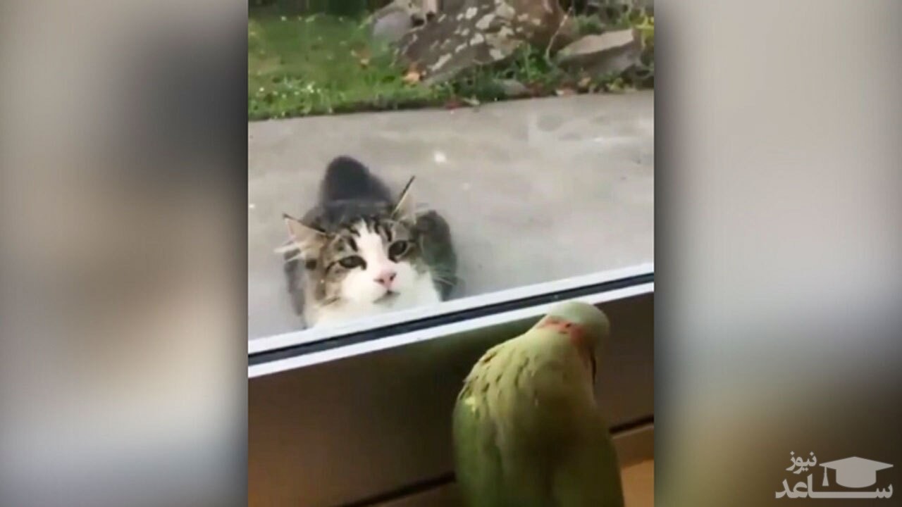 (فیلم) دست انداختن یک گربه گرسنه توسط طوطی بازیگوش
