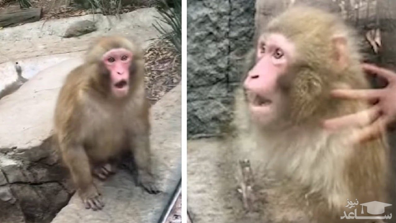 (فیلم) واکنش جالب یک میمون به تردستی شعبده باز