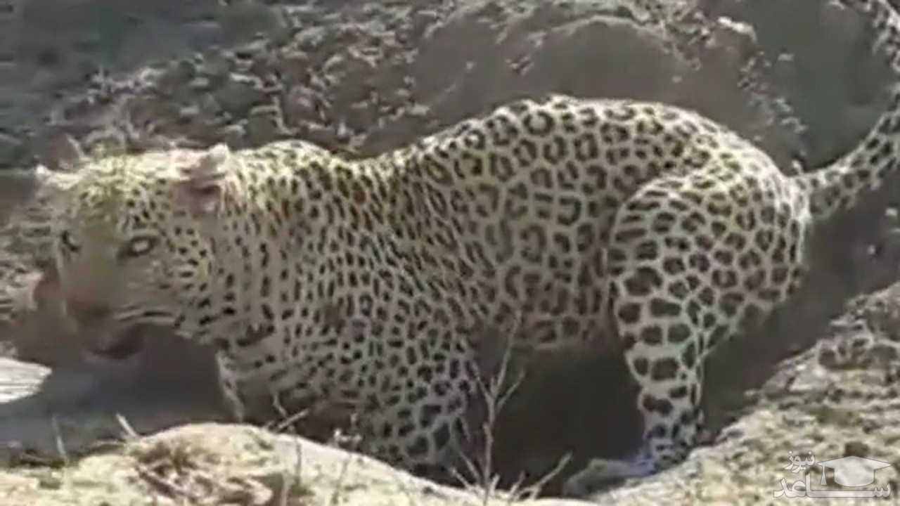 (فیلم) بیرون کشیدن شکار از دل زمین توسط پلنگ گرسنه