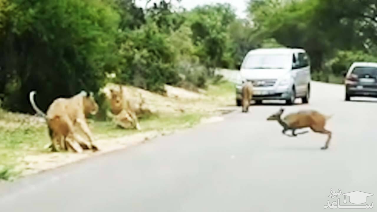 (فیلم) خودکشی آهو با پریدن میان گله شیرها 