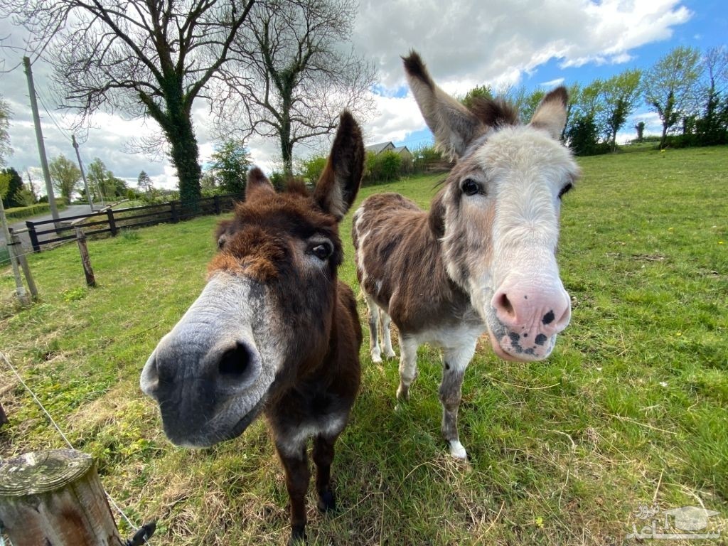 قیمت الاغ چند میلیونی شد!