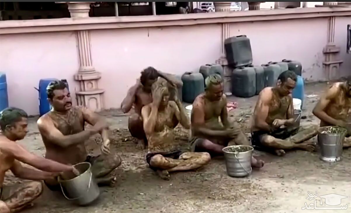 (فیلم) حمام با فضولات گاو برای محافظت در برابر کرونا!