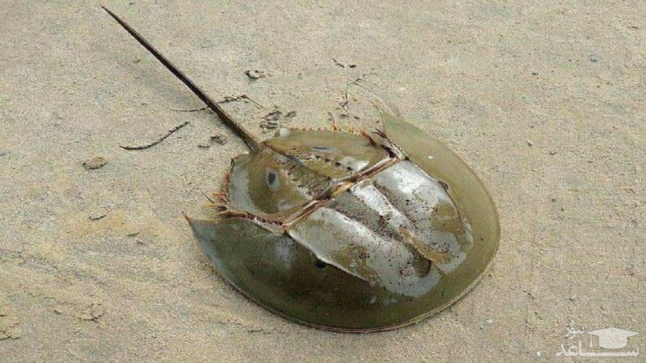 بازمانده‌ای ازعصر دایناسورها در خراسان زنده شد!