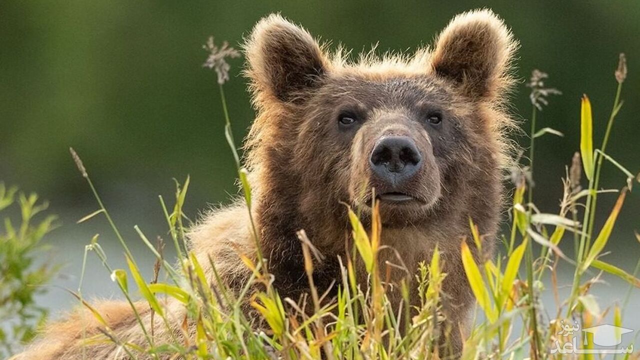 (فیلم) رهاسازی یک توله خرس پس از مداوا در دامان طبیعت