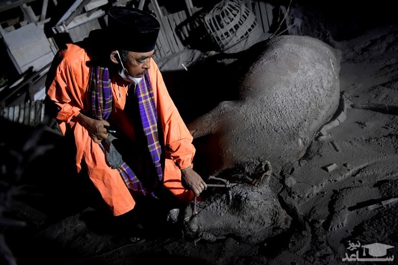 جابجایی یک گاو تلف شده در اثر غبارهای آتشفشانی در جاوه اندونزی/ رویترز