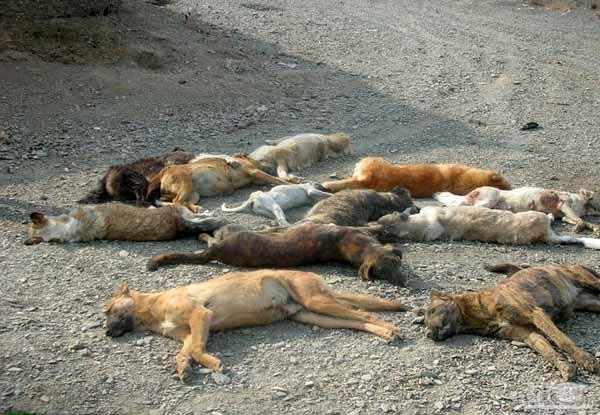 شهرداری اهواز ۳۰۰ قلاده سگ را سوزاند! + فیلم