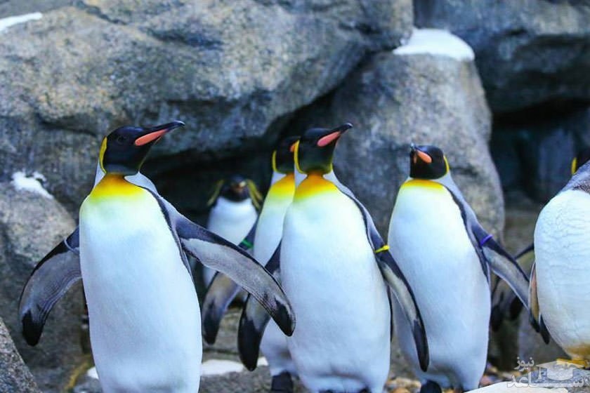 باغ وحش کلگری (The Calgary Zoo)