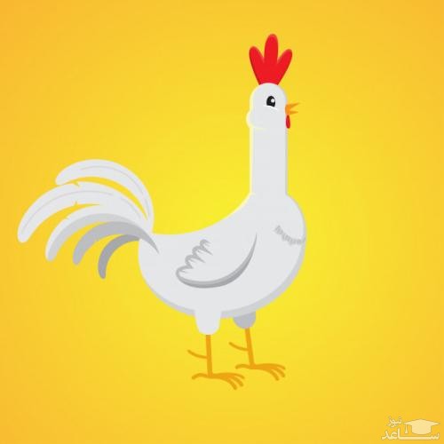 دانلود آهنگ مرغ از افکت صوتی انسان و موجودات زنده