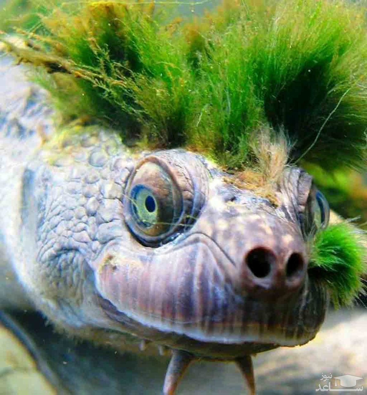 رشد جلبک در سر لاک پشت