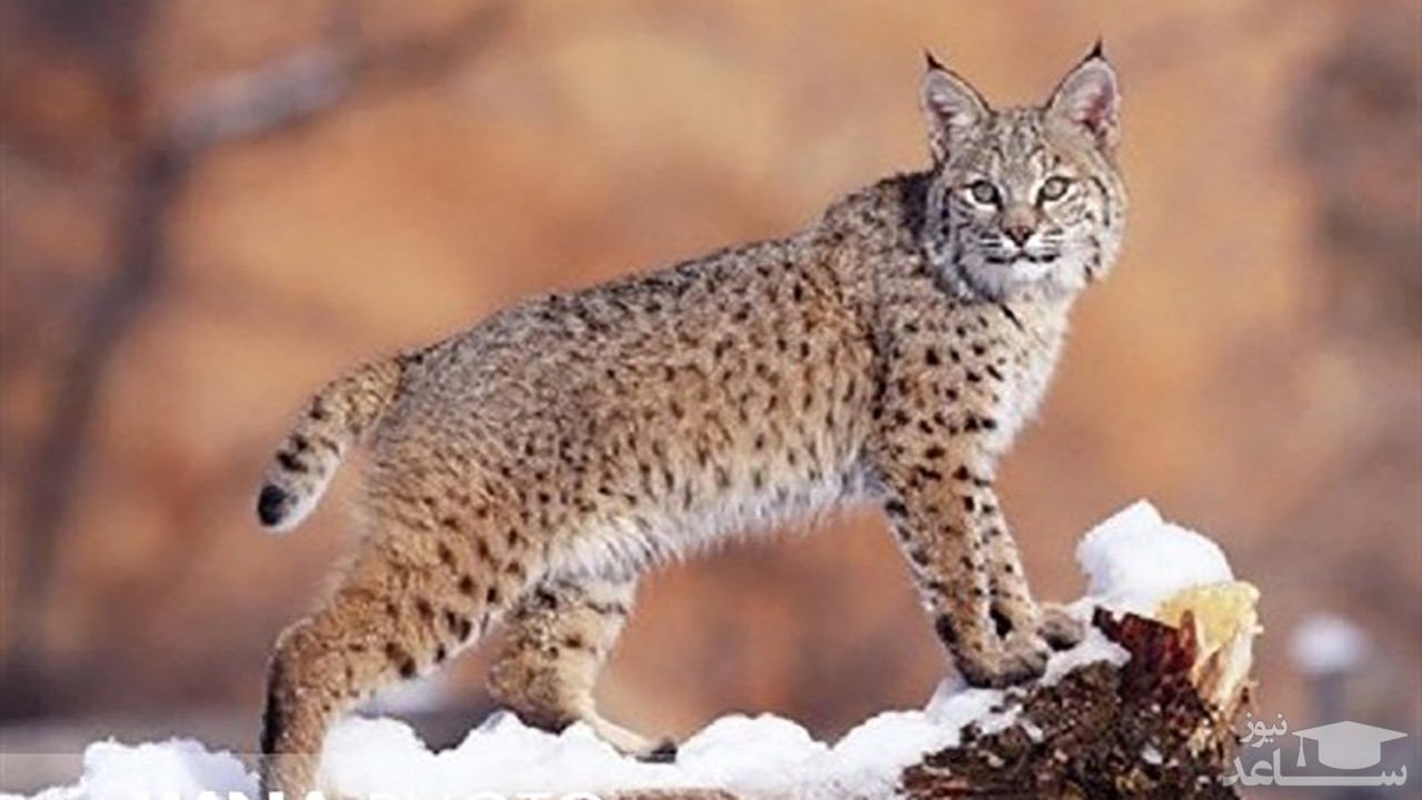 (فیلم) زن شجاعی که یک گربه وحشی را از تله نجات داد