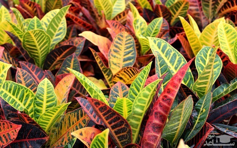 بیماری های گل کروتون و روش های درمان