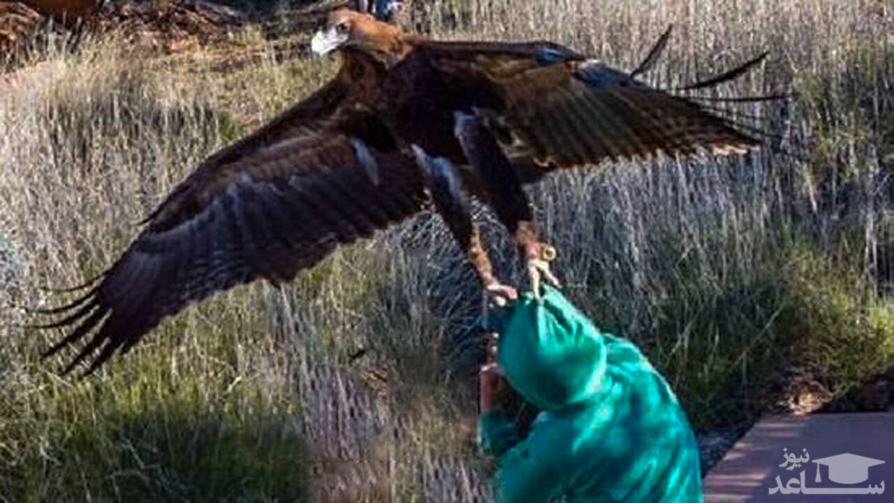 (فیلم) حمله نفس گیر عقاب به یک دختر 