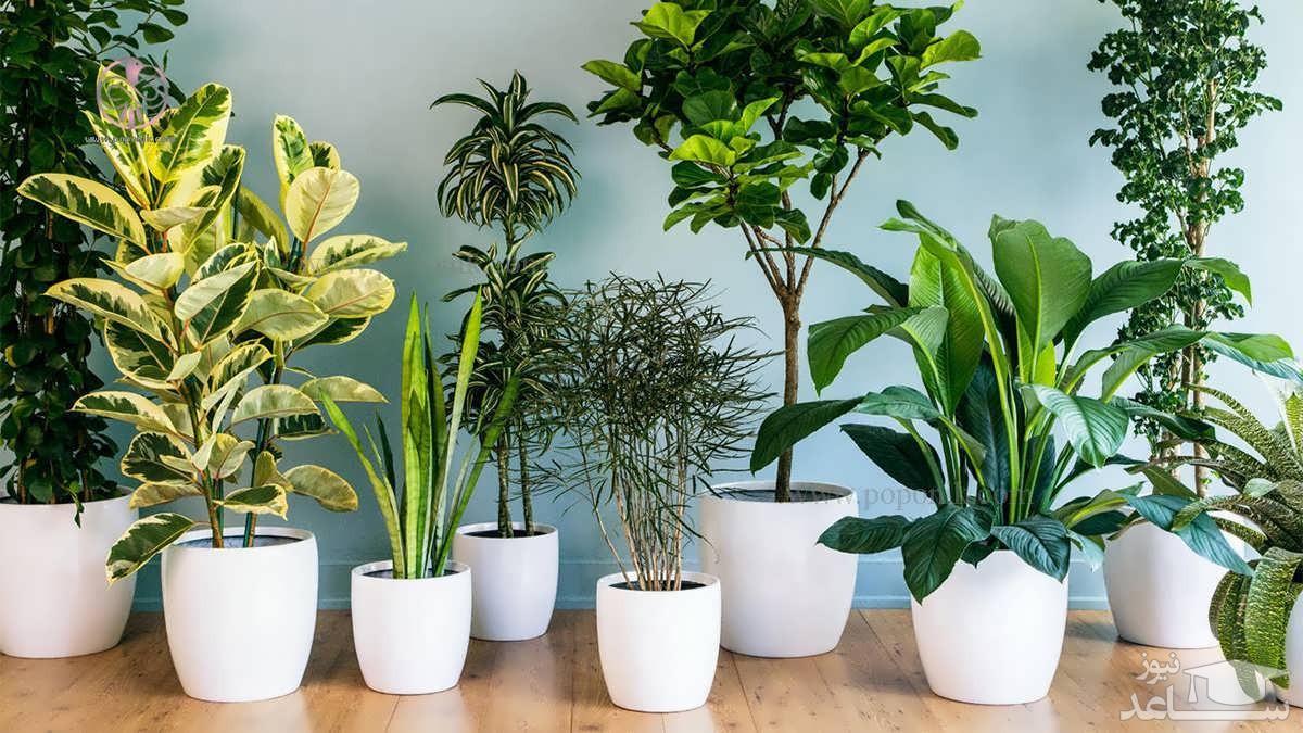 ادویه مفید برای رشد گیاهان آپارتمانی