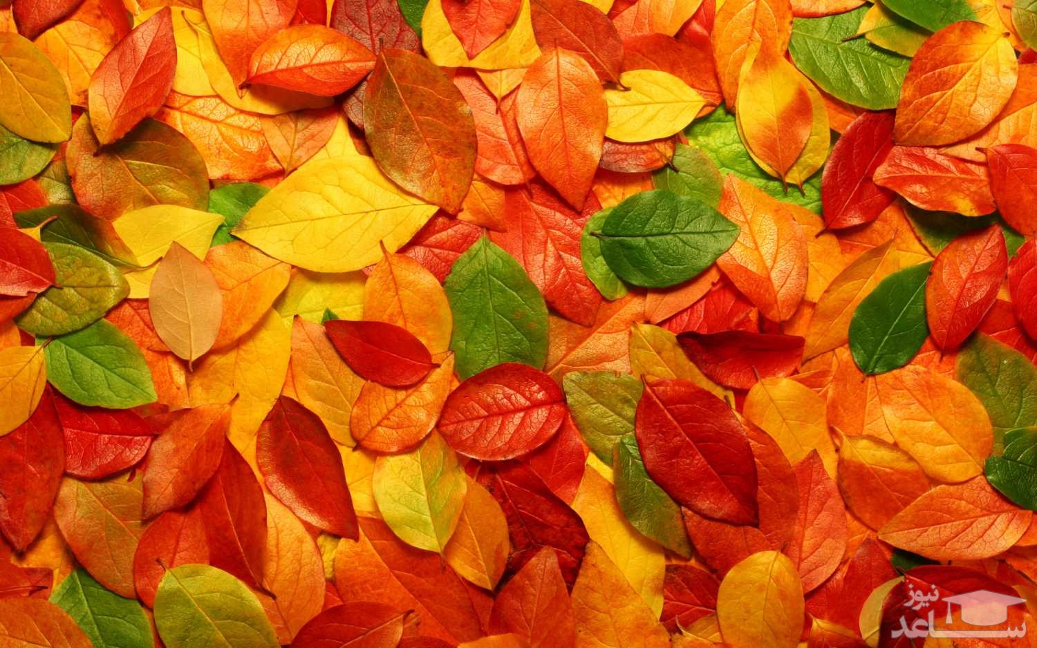 پوستر برگ های پاییزی