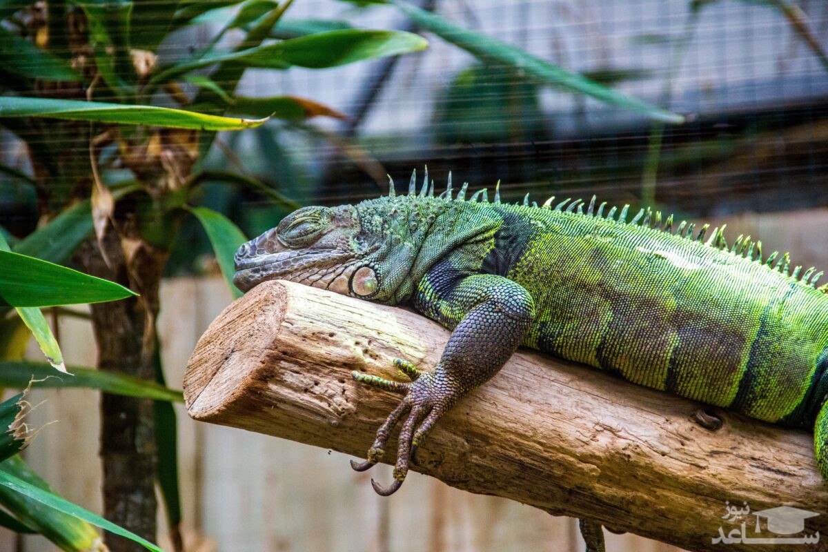 (فیلم) سقوط ایگوانا‌های سرمازده از درختان