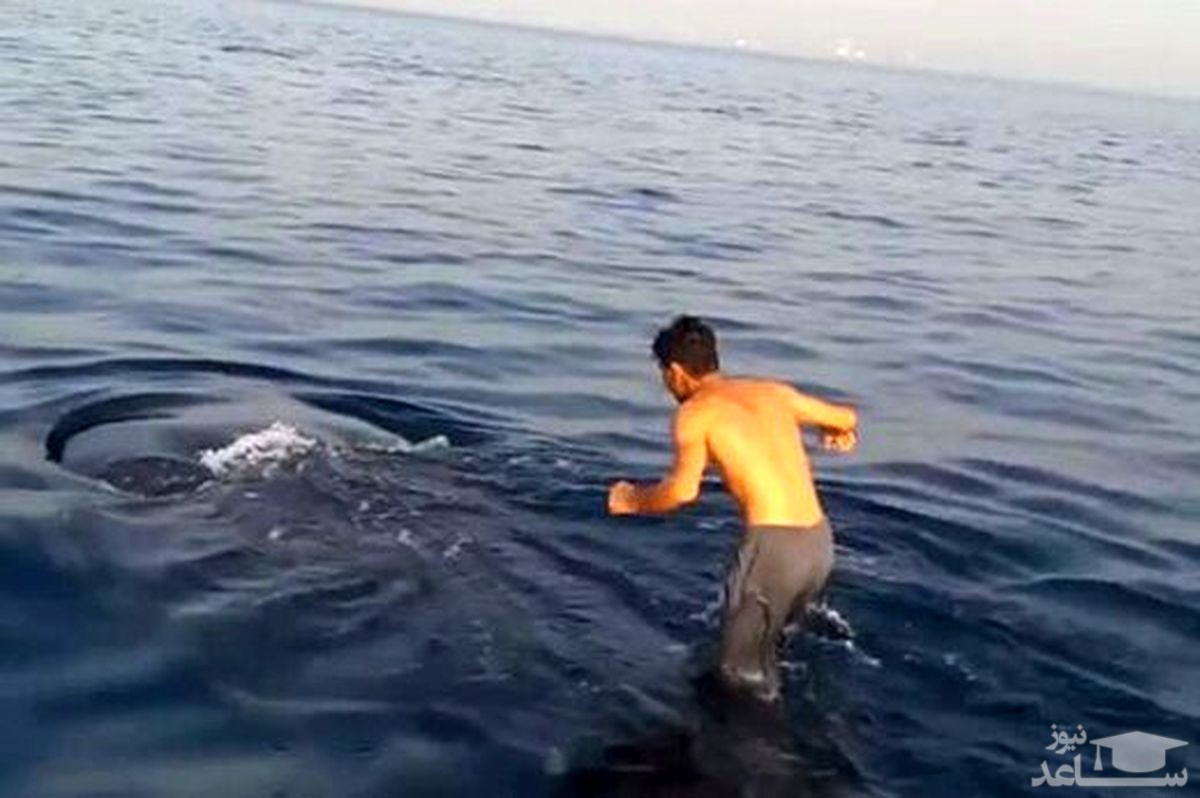 (فیلم) نهنگ سواری نوجوان ایرانی در خلیج فارس