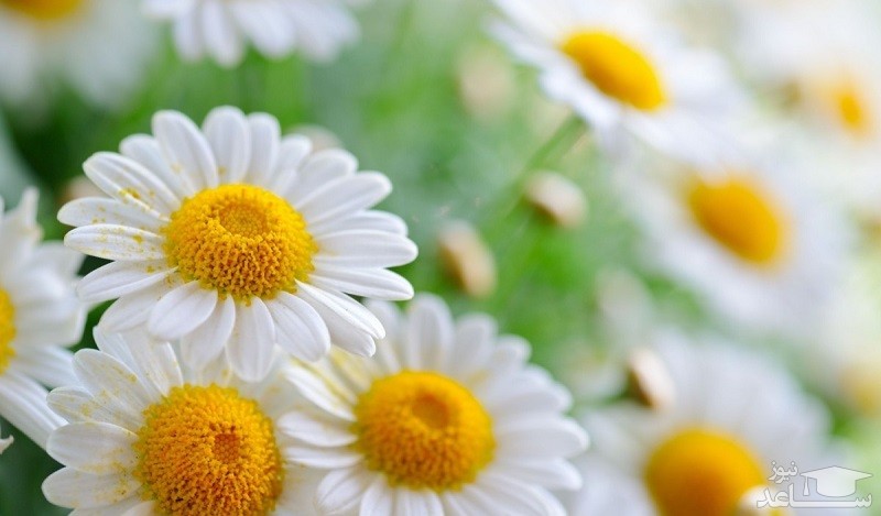 آشنایی با خاصیت درمانی بابونه